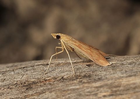 Sesame Leafroller - Antigastra catalaunalis Attracted to UV light. Antigastra catalaunalis,Australia,Eamw moth,Encounter Bay SA,Fall,Geotagged,UVL