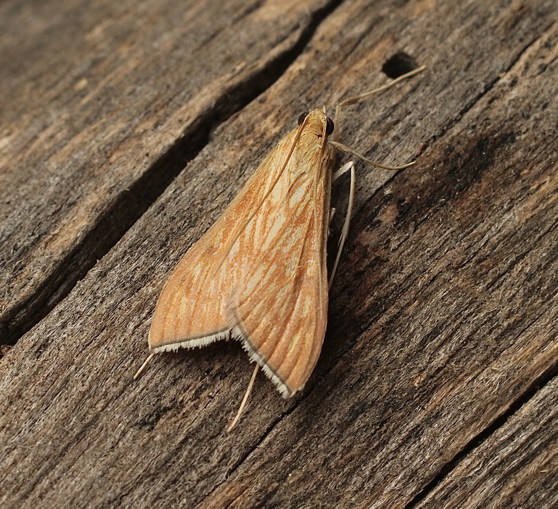Sesame Leafroller - Antigastra catalaunalis Attracted to UV light  Antigastra catalaunalis,Australia,Eamw moth,Encounter Bay SA,Fall,Geotagged,UVL