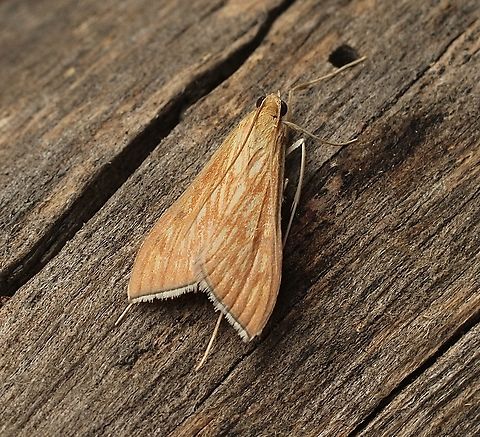 Sesame Leafroller - Antigastra catalaunalis Attracted to UV light  Antigastra catalaunalis,Australia,Eamw moth,Encounter Bay SA,Fall,Geotagged,UVL