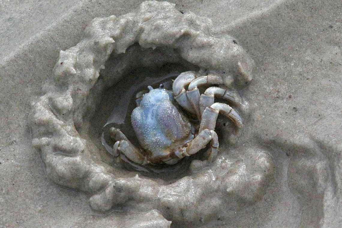 Soldier Crab - Mictyris longicarpus  Australia,Geotagged,Mictyris longicarpus,Soldier Crab,Wilson promontory,Winter,eamw marine invertebrates