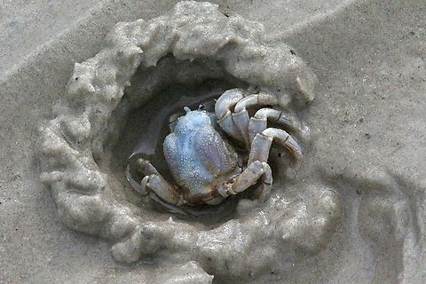 Soldier Crab - Mictyris longicarpus  Australia,Geotagged,Mictyris longicarpus,Soldier Crab,Wilson promontory,Winter,eamw marine invertebrates