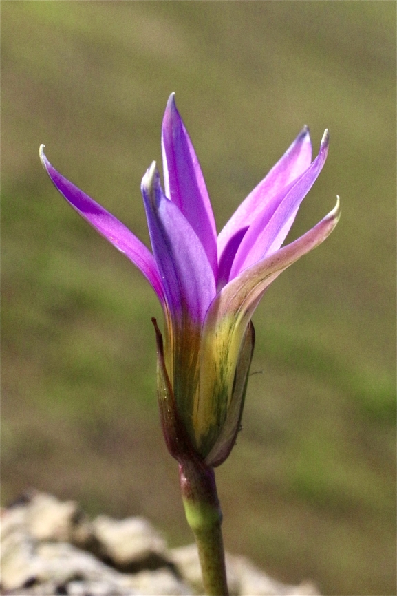 Onion Grass - Romulea rosea  Australia,Eamw flora,Geotagged,Onion Grass,Romulea rosea,Wilson&rsquo;s Promontory,Winter