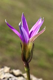 Onion Grass - Romulea rosea  Australia,Eamw flora,Geotagged,Onion Grass,Romulea rosea,Wilson’s Promontory,Winter