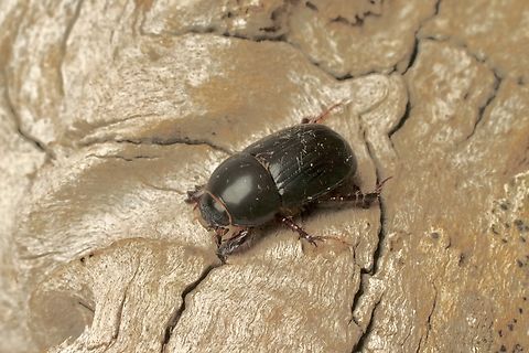 African Black Beetle - Heteronychus arator Attracted to UV light  African Black Beetle,Australia,Eamw beetles,Encounter Bay SA,Fall,Geotagged,Heteronychus arator,UVL