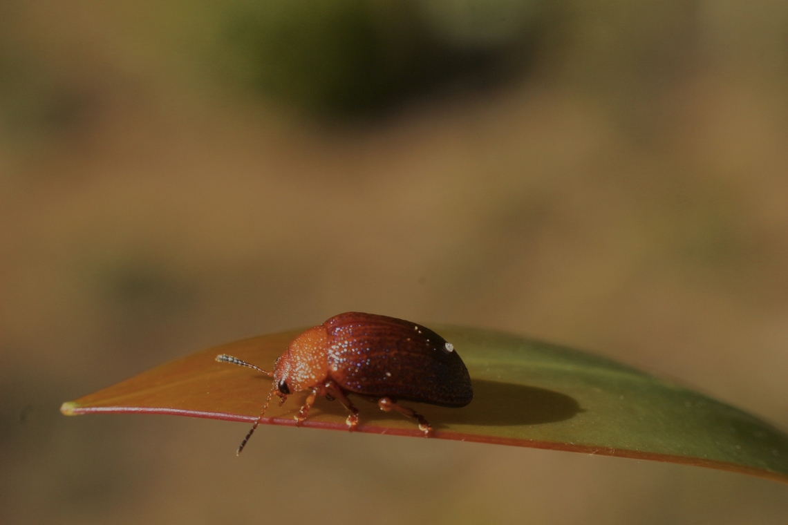 Leave beetle - Calomela ioptera  Australia,Calomela ioptera,Eamw beetles,Geotagged,Kyeema Conservation Park,Spring