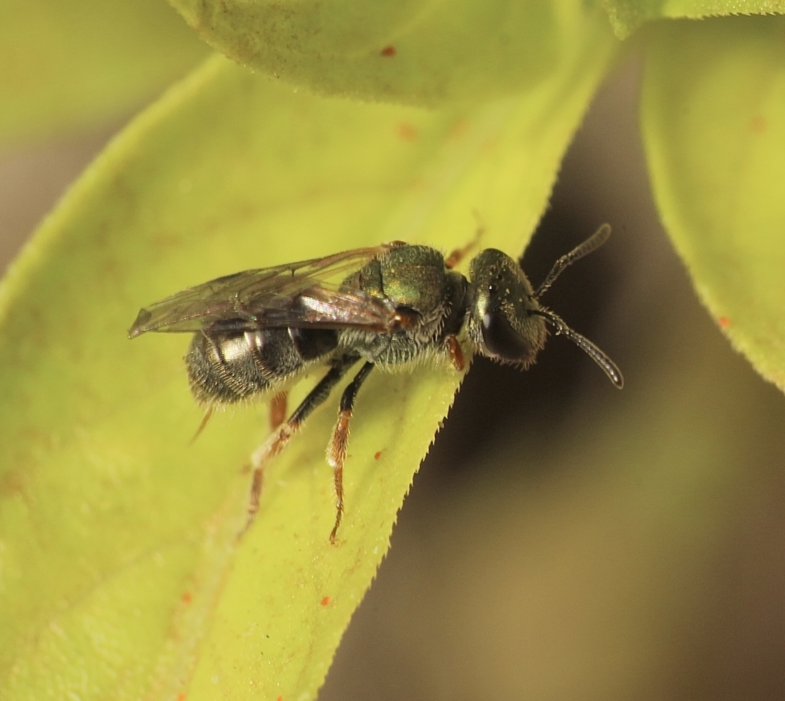 Sweat bee - Lasioglossum urbanum Very small bee, no more then 3 mm. Australia,Eamw bees,Encounter Bay SA,Fall,Geotagged,Lasioglossum urbanum