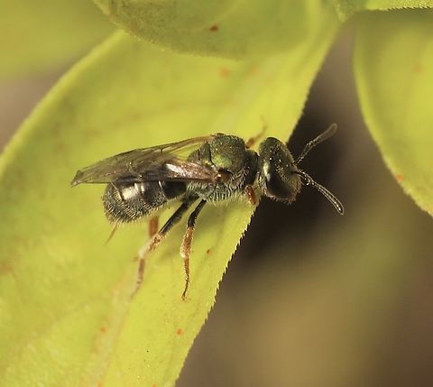 Lasioglossum urbanum