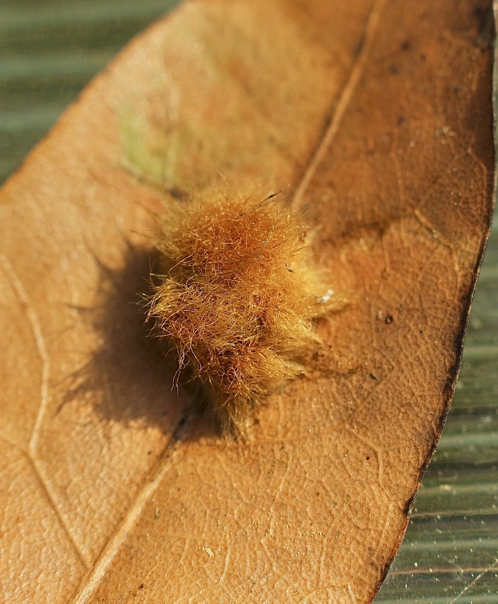 Unidentified Oak Gall Wasp structure on a oak leaf  Eamw galls,Geotagged,Orlando,United States,Winter