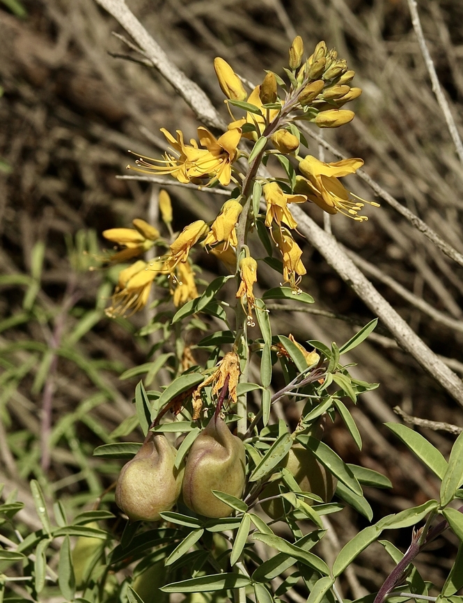 Bladderpod  spiderflower  Cleomella arborea,Eamw flora,Geotagged,Irvine usa,United States,Winter