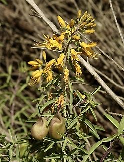 Bladderpod  spiderflower  Cleomella arborea,Eamw flora,Geotagged,Irvine usa,United States,Winter