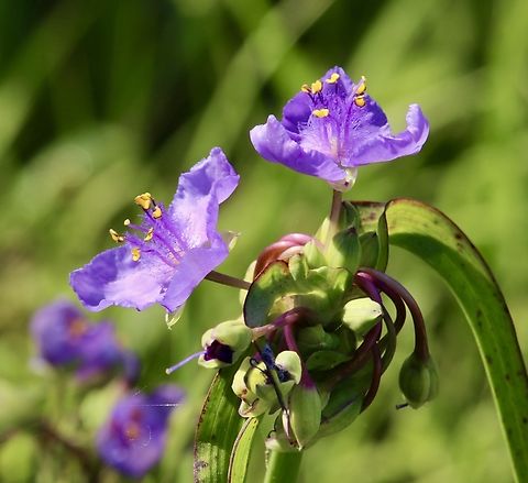 Ohio spiderwort - Tradescantia ohiensis  Eamw flora,Geotagged,Ohio spiderwort,Orlando,Tradescantia ohiensis,United States,Winter