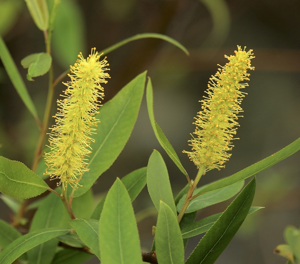 Willow tree flowers - genus Salix  Eamw flora,Geotagged,Orlando,United States,Winter
