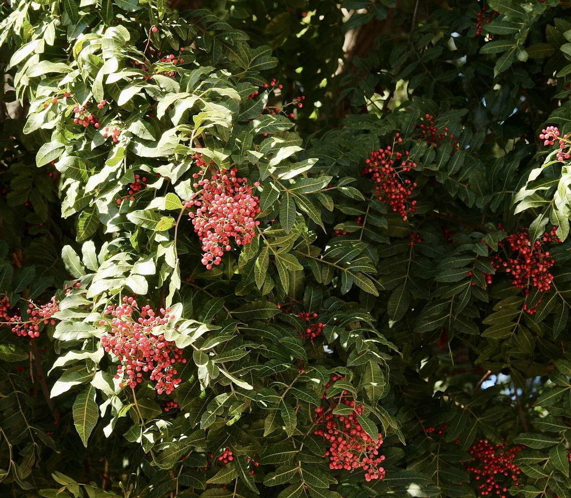 Brazilian Peppertree - Schinus terebinthifolia  Geotagged,Schinus terebinthifolia,United States,Winter