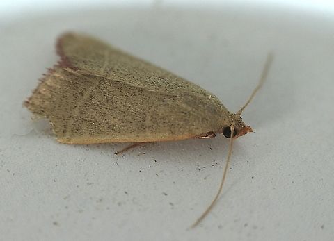 Hay worm moth - Hypsopygia albidalis Attracted to UV light. Australia,Eamw moth,Encounter Bay SA,Geotagged,Hypsopygia albidalis,Summer,UVL