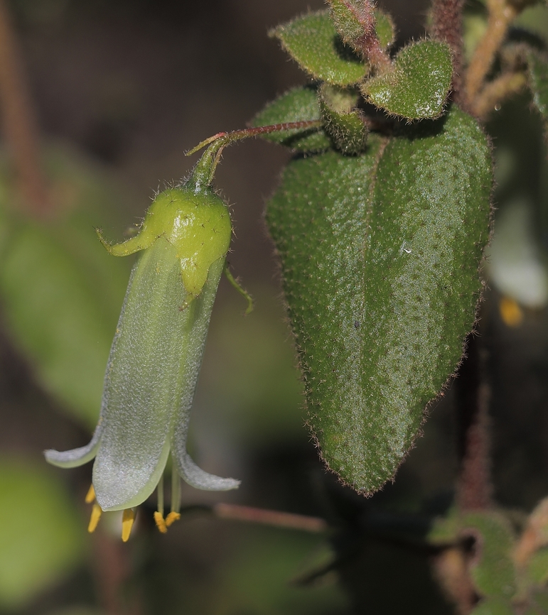 Hairy Correa - Correa aemula  Australia,Correa aemula,Eamw flora,Geotagged,Hairy correa,Myponga Conservation Park South Australia,Spring
