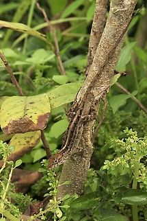 Brown anole - Anolis sagrei  Anolis sagrei,Brown anole,Eamw reptiles,Geotagged,Orlando,United States,Winter