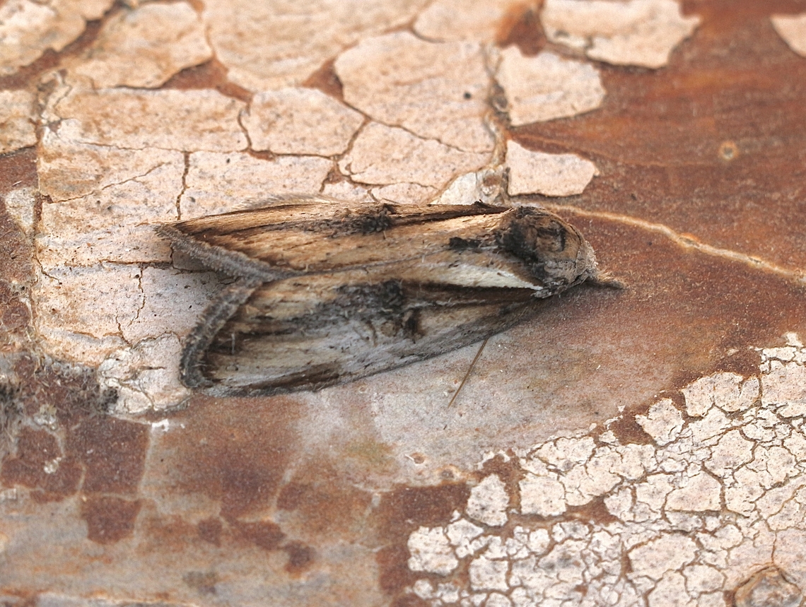 Aquita tactalis Attracted to UV light. Aquita tactalis,Australia,Eamw moth,Encounter Bay SA,Fall,Geotagged,UVL