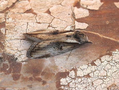 Aquita tactalis Attracted to UV light. Aquita tactalis,Australia,Eamw moth,Encounter Bay SA,Fall,Geotagged,UVL