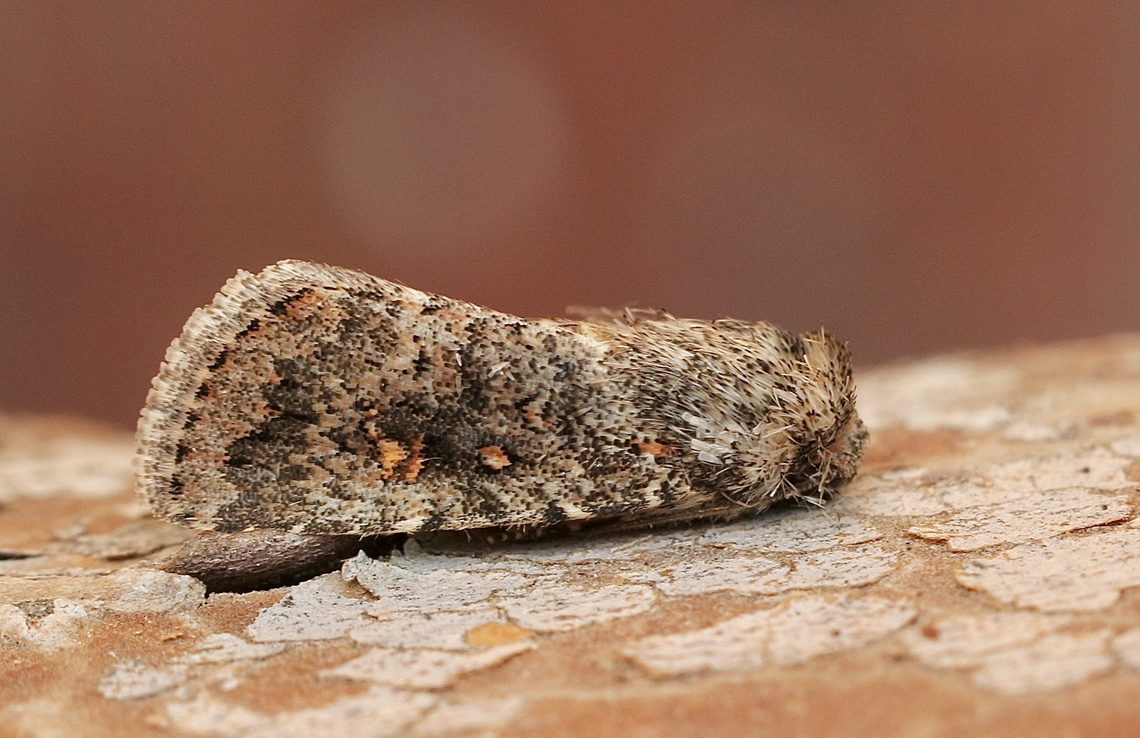 Red Blooming Proteuxoa - Proteuxoa florescens Attracted to UV light. Australia,Eamw moth,Encounter Bay SA,Fall,Geotagged,Proteuxoa florescens,UVL
