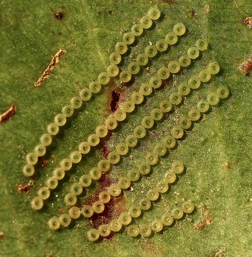 Gum Leaf Skeletoniser - Uraba lugens Eggs of Gum Leaf Skeletonizer moth Uraba lugens. Found them by sheer luck on a eucalyptus leave. The eggs are approximately 1/4 of a millimetre. Australia,Eamw moth,Encounter Bay SA,Fall,Geotagged,Gum Leaf Skeletonizer,UVL,Uraba lugens