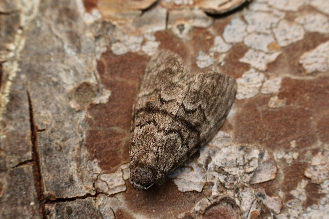 Gum Leaf Skeletonizer-Uraba lugens  Australia,Eamw moth,Encounter Bay SA,Fall,Geotagged,Gum Leaf Skeletonizer,UVL,Uraba lugens