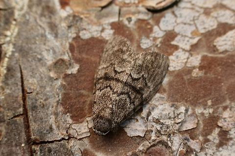 Gum Leaf Skeletonizer-Uraba lugens  Australia,Eamw moth,Encounter Bay SA,Fall,Geotagged,Gum Leaf Skeletonizer,UVL,Uraba lugens