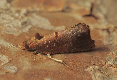 Glyphidoptera insignana  Australia,Eamw moth,Encounter Bay SA,Fall,Geotagged,Glyphidoptera insignana,UVL