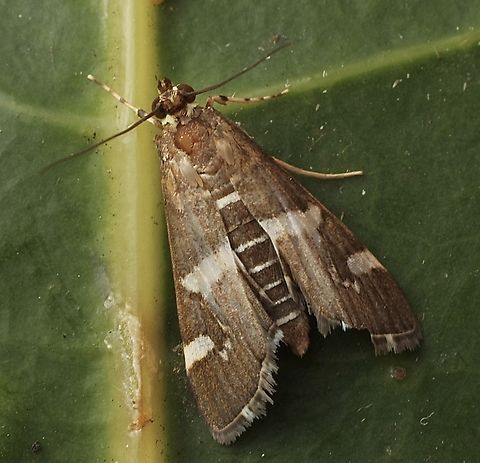 Hawaiian Beet Webworm - Spoladea recurvalis Attracted to UV light. Australia,Eamw moth,Encounter Bay SA,Fall,Geotagged,Hawaiian Beet Webworm,Spoladea recurvalis,UVL