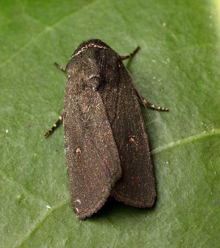 Proteuxoa asbolaea Attracted to UV light. Australia,Eamw moth,Encounter Bay SA,Fall,Geotagged,Proteuxoa asbolaea,UVL