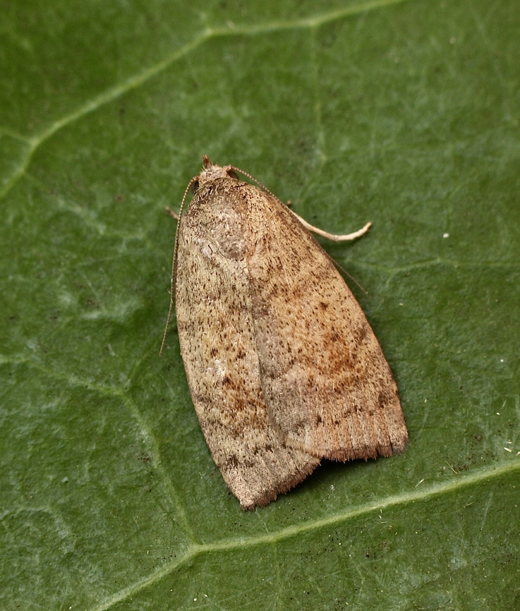 Austrocarea iocephala Attracted to UV light.<br />
The information attached to the photo shows the occurrence being New South Wales and Norfolk Island. The Atlas of living Australia indicates that it has been observed in South Australia as well.<br />
 Australia,Austrocarea iocephala,Eamw moth,Encounter Bay SA,Fall,Geotagged,UVL