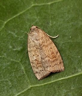 Austrocarea iocephala Attracted to UV light.
The information attached to the photo shows the occurrence being New South Wales and Norfolk Island. The Atlas of living Australia indicates that it has been observed in South Australia as well.
 Australia,Austrocarea iocephala,Eamw moth,Encounter Bay SA,Fall,Geotagged,UVL