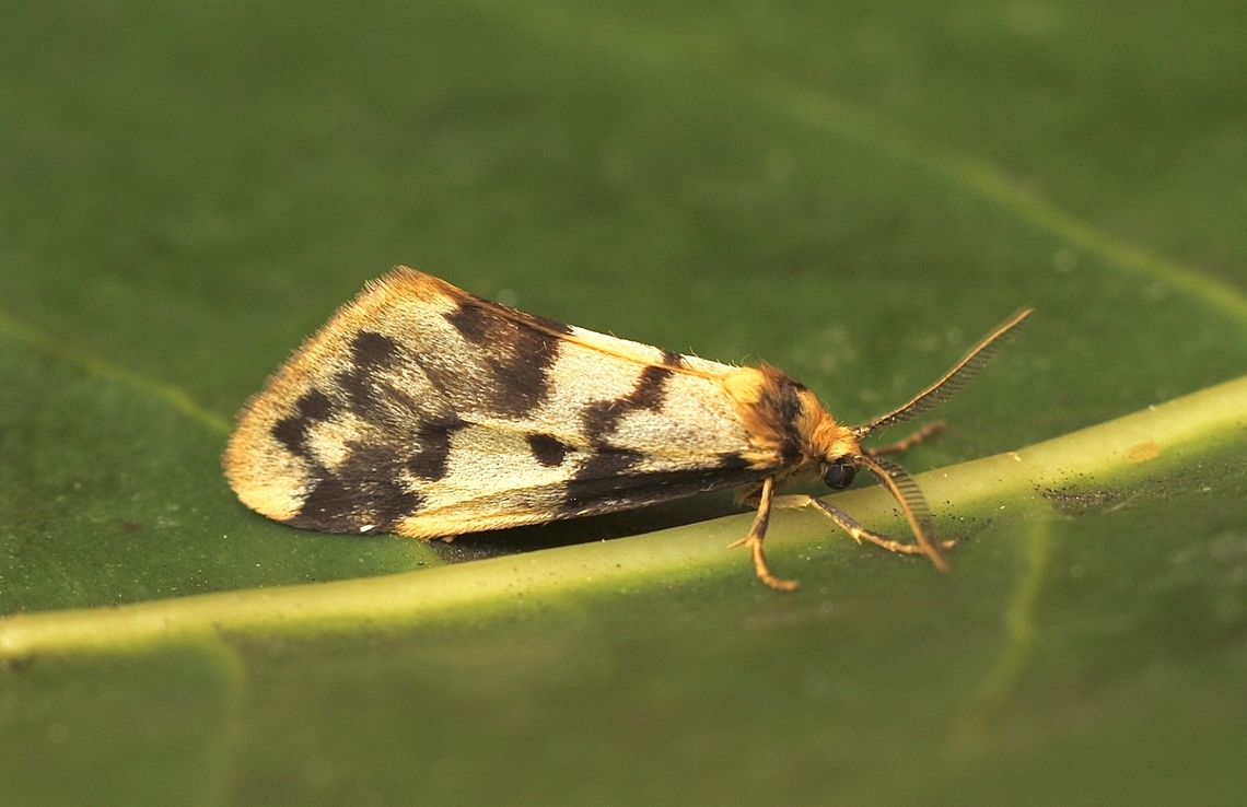 Clouded Footman - Anestia ombrophanes Attracted to UV light. Anestia ombrophanes,Australia,Clouded Footman,Eamw moth,Encounter Bay SA,Fall,Geotagged,UVL