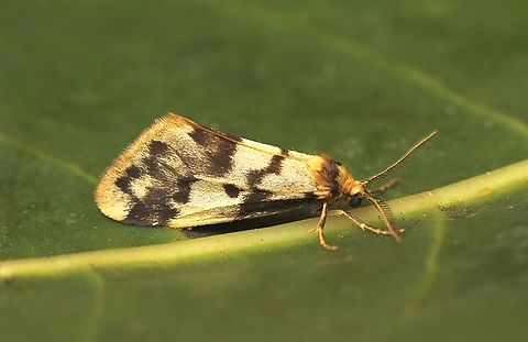 Clouded Footman - Anestia ombrophanes Attracted to UV light. Anestia ombrophanes,Australia,Clouded Footman,Eamw moth,Encounter Bay SA,Fall,Geotagged,UVL