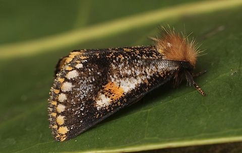 Yellow-spotted epicoma - Epicoma contristis Attracted to UV light. Australia,Eamw moth,Encounter Bay SA,Epicoma contristis,Fall,Geotagged,UVL