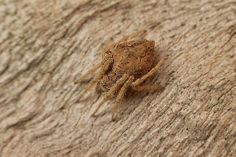 Orbweaver, genus Socca  Australia,Eamw spiders,Encounter Bay SA,Fall,Geotagged