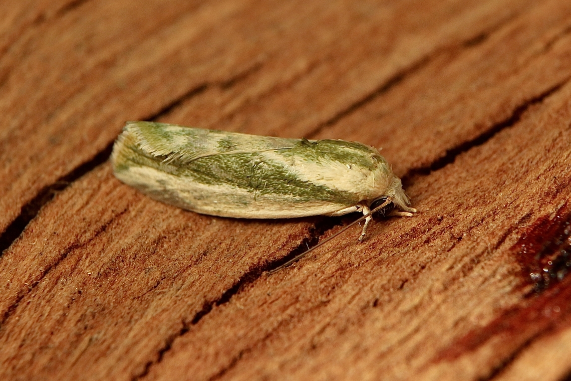 Rough bollworm -  Earias huegeliana Attracted to UV light. Australia,Earias perhuegeli,Encounter Bay SA,Fall,Geotagged,UVL,eamw moth