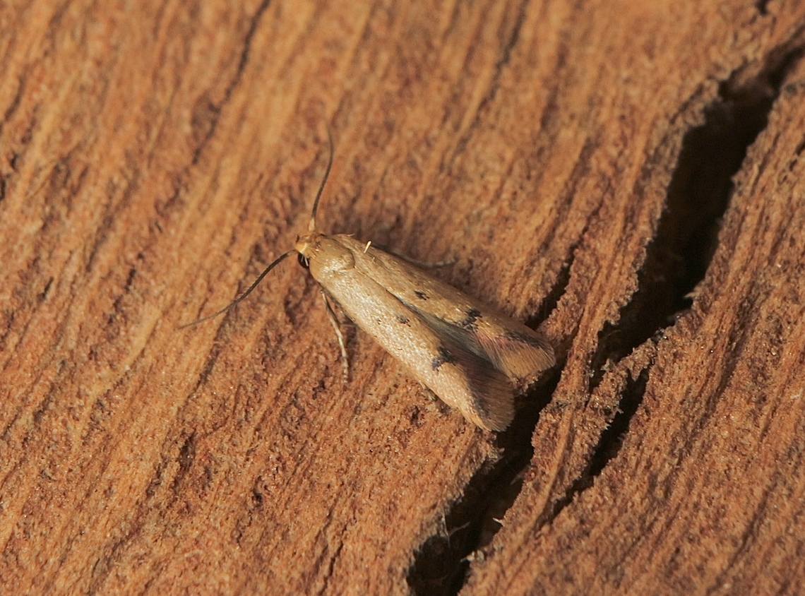 Tachystola hemisema Attracted to UV light. Australia,Encounter Bay SA,Fall,Geotagged,Tachystola hemisema,UVL,eamw moth