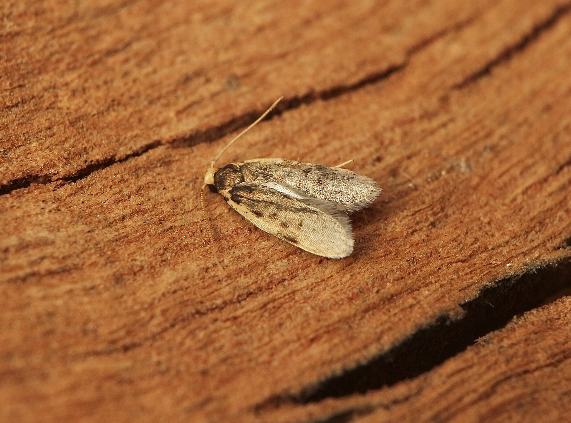 Hoplostega ochroma Attracted to UV light.  Australia,Encounter Bay SA,Fall,Geotagged,Hoplostega ochroma,UVL,eamw moth