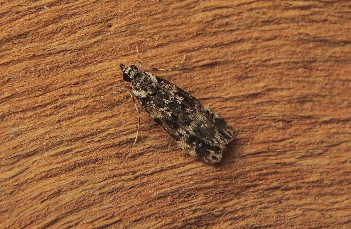 Scoparia exhibitalis Attracted to UV light. Australia,Encounter Bay SA,Fall,Geotagged,Scoparia exhibitalis,UVL,eamw moth