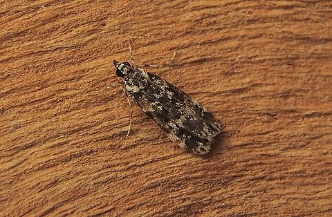 Scoparia exhibitalis Attracted to UV light. Australia,Encounter Bay SA,Fall,Geotagged,Scoparia exhibitalis,UVL,eamw moth