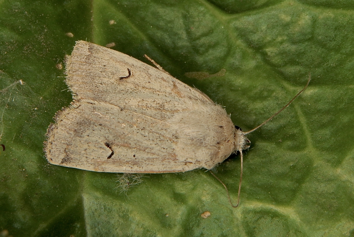 Horseshoe Noctuid - Proteuxoa tibiata This is the thenth species for me for this genus.<br />
Attracted by UV light. Australia,Encounter Bay SA,Fall,Geotagged,Horseshoe Noctuid,Proteuxoa tibiata,UVL,eamw moth