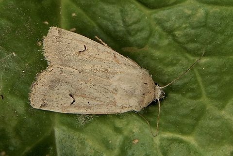 Horseshoe Noctuid - Proteuxoa tibiata This is the thenth species for me for this genus.
Attracted by UV light. Australia,Encounter Bay SA,Fall,Geotagged,Horseshoe Noctuid,Proteuxoa tibiata,UVL,eamw moth