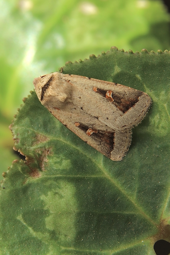 Proteuxoa mesombra Attracted to UV light.Had to change my identification to Proteuxoa mesombra due to correction by INaturalist. Australia,Encounter Bay SA,Fall,Geotagged,Proteuxoa mesombra,Proteuxoa nuna,UVL,eamw moth