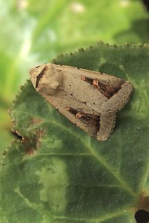 Proteuxoa mesombra Attracted to UV light.Had to change my identification to Proteuxoa mesombra due to correction by INaturalist. Australia,Encounter Bay SA,Fall,Geotagged,Proteuxoa mesombra,Proteuxoa nuna,UVL,eamw moth