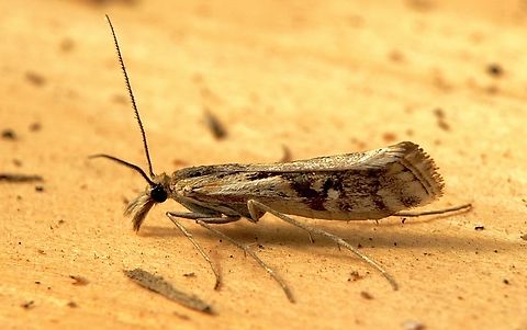 Hednota pedionoma  Australia,Eamw moth,Encounter Bay SA,Fall,Geotagged,Hednota pedionoma,UVL