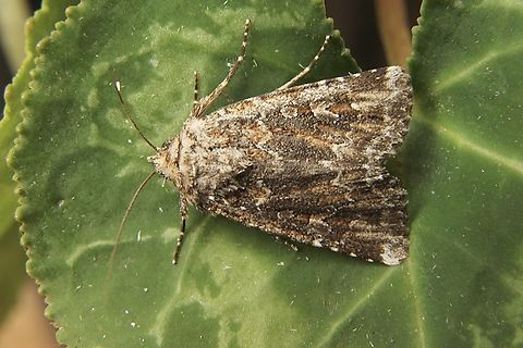 Ectopatria horologa Attracted to UV light. Australia,Eamw moth,Ectopatria horologa,Encounter Bay SA,Fall,Geotagged,UVL