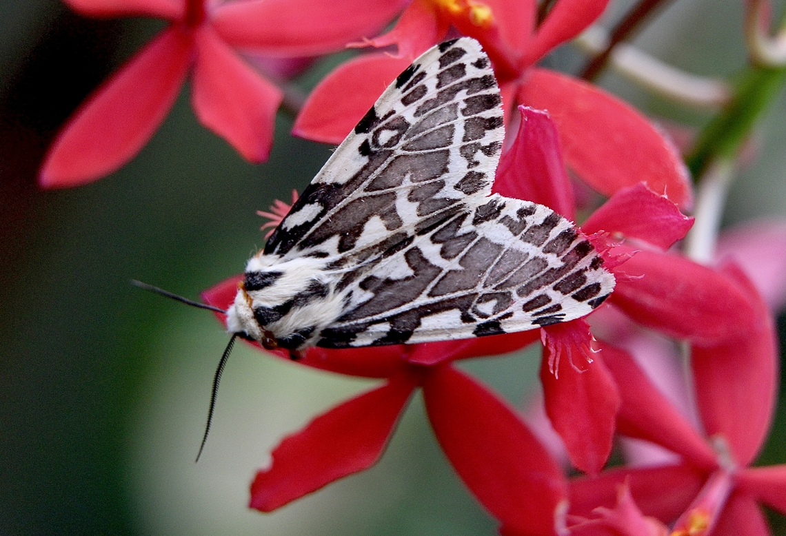 Black and white tiger moth - Ardices glatignyi  Ardices glatignyi,Australia,Black and white tiger moth,Eamw moth,Encounter Bay SA,Fall,Geotagged,UVL