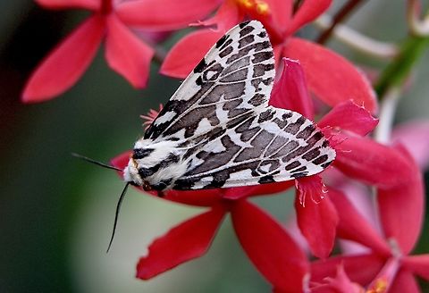 Black and white tiger moth - Ardices glatignyi  Ardices glatignyi,Australia,Black and white tiger moth,Eamw moth,Encounter Bay SA,Fall,Geotagged,UVL