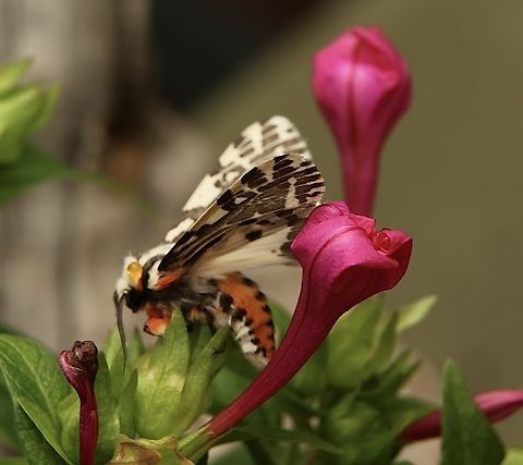 Black and white tiger moth - Ardices glatignyi Sorry for the poor focus. Ardices glatignyi,Australia,Black and white tiger moth,Eamw moth,Encounter Bay SA,Fall,Geotagged,UVL