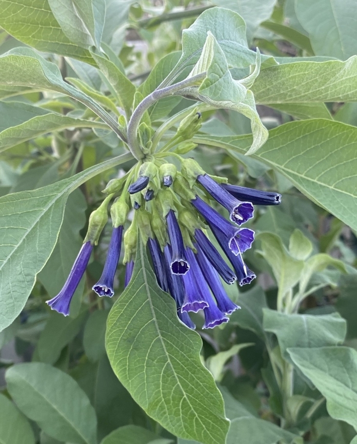Tube flower - Iochroma cyanea Introduced to Australia and a loved garden plant. <br />
 Australia,Eamw flora,Encounter Bay SA,Fall,Geotagged,Iochroma cyaneum,Violet Churcu
